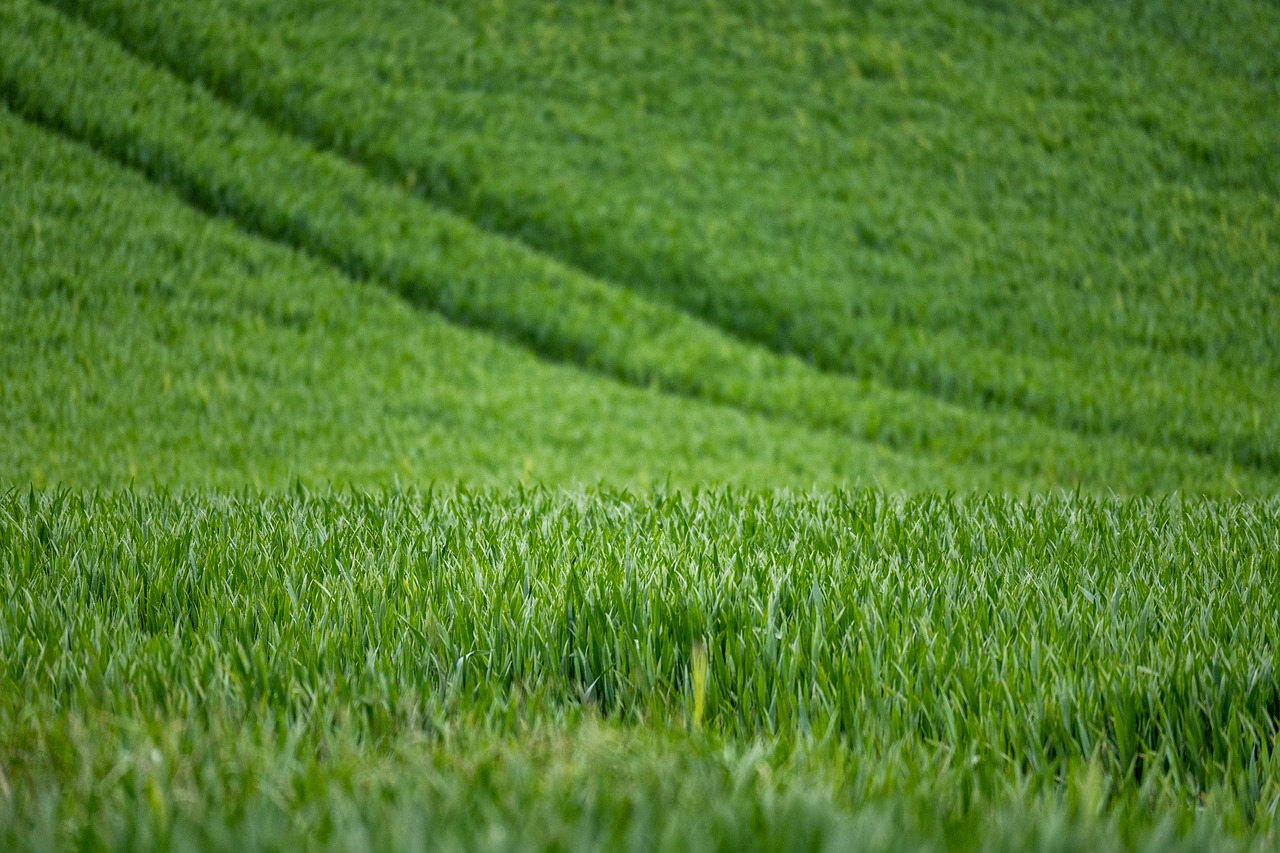 wheat, agriculture, field-7208997.jpg